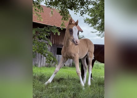 Niemiecki kuc wierzchowy, Ogier, Źrebak (04/2026), 148 cm, Izabelowata