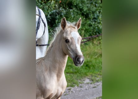 Niemiecki kuc wierzchowy, Ogier, Źrebak (06/2024), Izabelowata