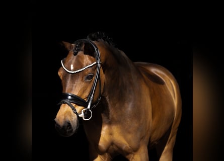 Niemiecki kuc wierzchowy, Wałach, 11 lat, 148 cm, Gniada