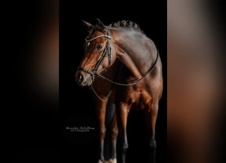 Niemiecki kuc wierzchowy, Wałach, 12 lat, 140 cm, Ciemnogniada