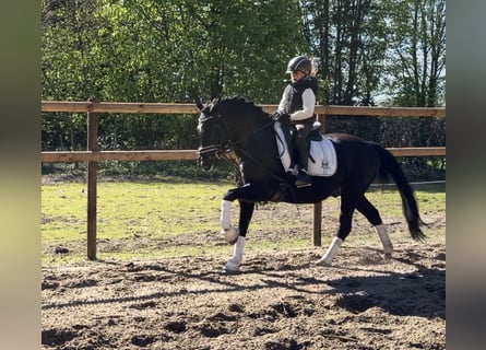 Niemiecki kuc wierzchowy, Wałach, 12 lat, 146 cm, Kara