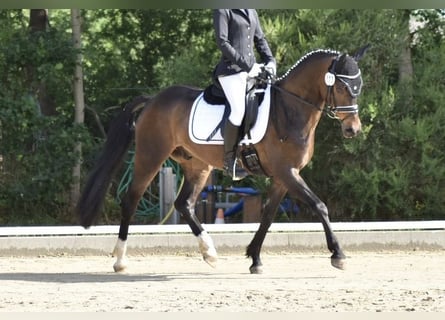 Niemiecki kuc wierzchowy, Wałach, 13 lat, 146 cm, Skarogniada