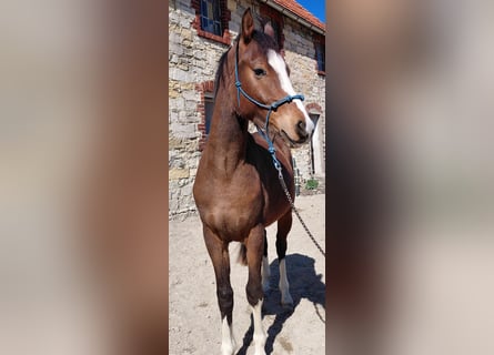 Niemiecki kuc wierzchowy, Wałach, 2 lat, 144 cm, Gniada
