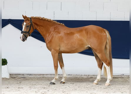Niemiecki kuc wierzchowy, Wałach, 3 lat, 139 cm, Kasztanowata