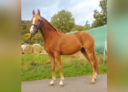 Niemiecki kuc wierzchowy, Wałach, 3 lat, 140 cm, Kasztanowata