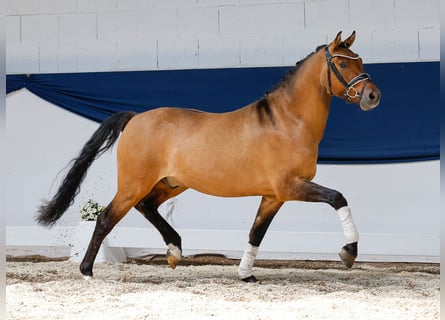 Niemiecki kuc wierzchowy, Wałach, 3 lat, 142 cm, Bułana