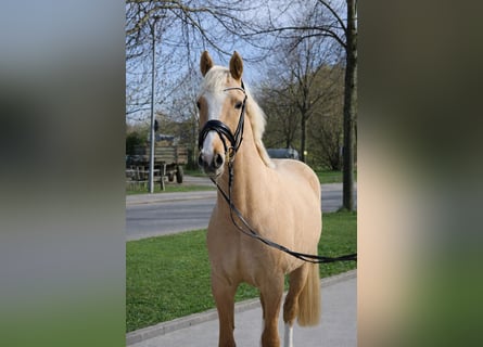 Niemiecki kuc wierzchowy, Wałach, 3 lat, 144 cm, Izabelowata