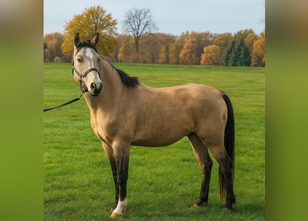 Niemiecki kuc wierzchowy, Wałach, 3 lat, 144 cm, Jelenia