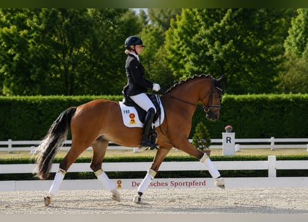 Niemiecki kuc wierzchowy, Wałach, 3 lat, 146 cm, Gniada
