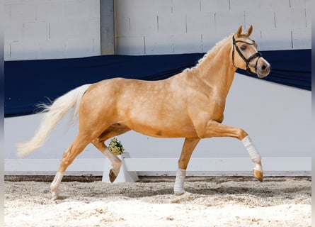 Niemiecki kuc wierzchowy, Wałach, 3 lat, 146 cm, Izabelowata