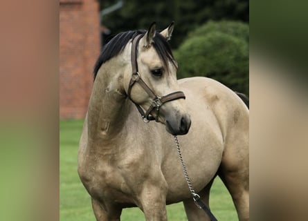 Niemiecki kuc wierzchowy, Wałach, 3 lat, 146 cm, Jelenia