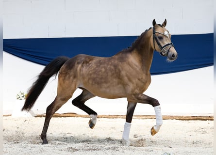Niemiecki kuc wierzchowy, Wałach, 3 lat, 147 cm, Bułana