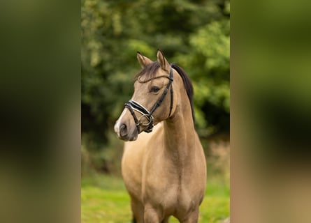 Niemiecki kuc wierzchowy, Wałach, 3 lat, 147 cm, Jelenia