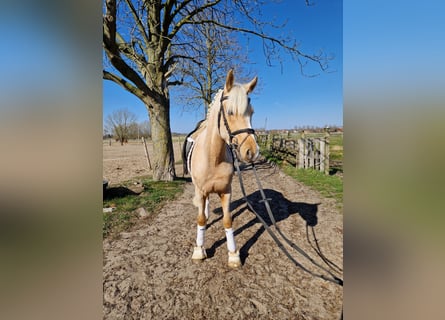 Niemiecki kuc wierzchowy, Wałach, 3 lat, 148 cm, Izabelowata