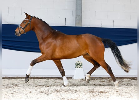 Niemiecki kuc wierzchowy, Wałach, 3 lat, 150 cm, Gniada