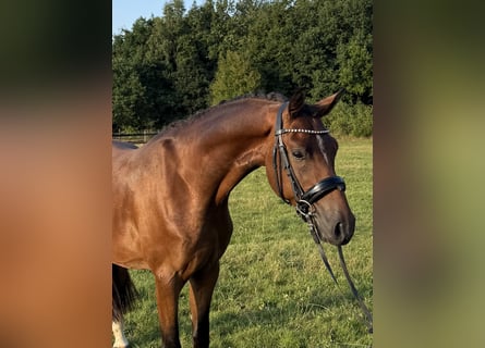 Niemiecki kuc wierzchowy, Wałach, 3 lat, 151 cm, Gniada