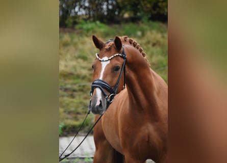 Niemiecki kuc wierzchowy, Wałach, 4 lat, 145 cm, Kasztanowata