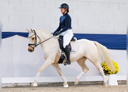 Niemiecki kuc wierzchowy, Wałach, 4 lat, 146 cm, Izabelowata