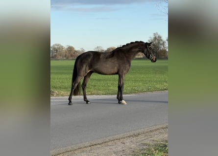 Niemiecki kuc wierzchowy, Wałach, 4 lat, 146 cm, Skarogniada