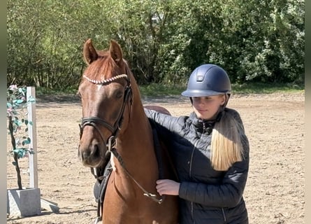 Niemiecki kuc wierzchowy, Wałach, 4 lat, 147 cm, Ciemnokasztanowata