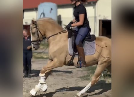 Niemiecki kuc wierzchowy, Wałach, 4 lat, 147 cm, Izabelowata