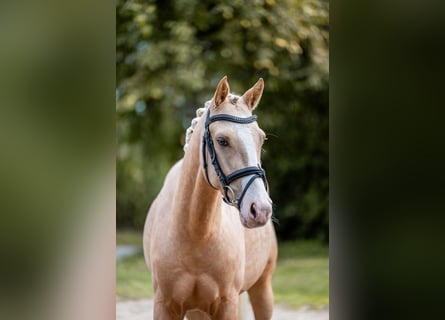 Niemiecki kuc wierzchowy, Wałach, 4 lat, 147 cm, Izabelowata
