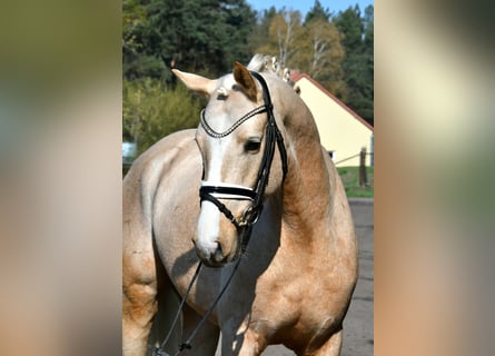 Niemiecki kuc wierzchowy, Wałach, 4 lat, 148 cm, Izabelowata