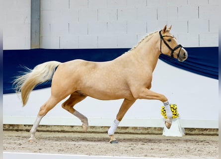 Niemiecki kuc wierzchowy, Wałach, 4 lat, 148 cm, Izabelowata