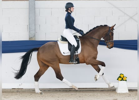 Niemiecki kuc wierzchowy, Wałach, 4 lat, 165 cm, Gniada