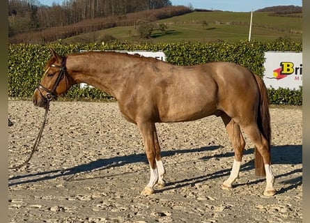 Niemiecki kuc wierzchowy, Wałach, 5 lat, 147 cm, Kasztanowata