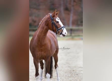 Niemiecki kuc wierzchowy, Wałach, 6 lat, 144 cm, Kasztanowata