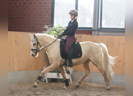 Niemiecki kuc wierzchowy, Wałach, 6 lat, 153 cm, Izabelowata