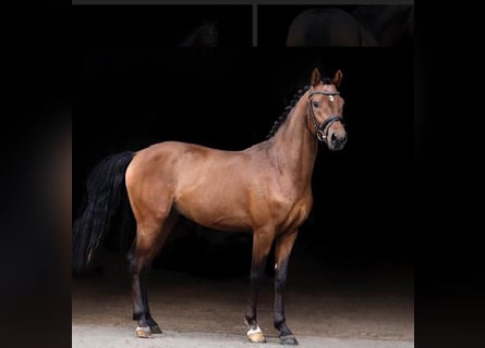 Niemiecki kuc wierzchowy, Wałach, 7 lat, 147 cm, Gniada