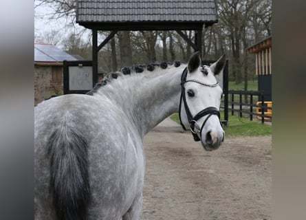 Niemiecki kuc wierzchowy, Wałach, 7 lat, 148 cm, Siwa