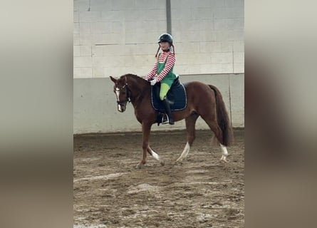 Niemiecki kuc wierzchowy, Wałach, 8 lat, 145 cm, Kasztanowata