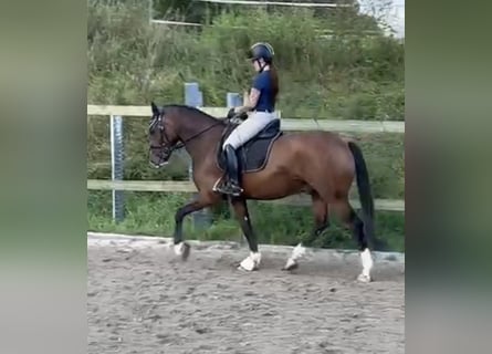 Niemiecki kuc wierzchowy, Wałach, 8 lat, 148 cm, Gniada