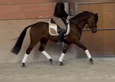 Niemiecki kuc wierzchowy, Wałach, 8 lat, 148 cm, Gniada