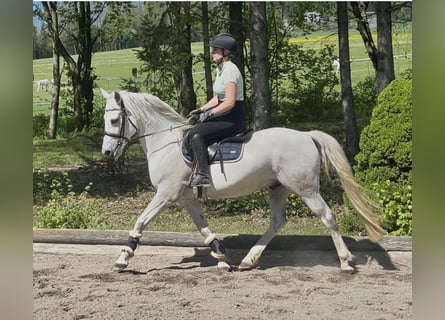 Niemiecki kuc wierzchowy, Wałach, 9 lat, 146 cm, Siwa
