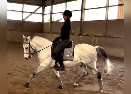 Niemiecki kuc wierzchowy Mix, Wałach, 11 lat, 145 cm, Siwa w hreczce