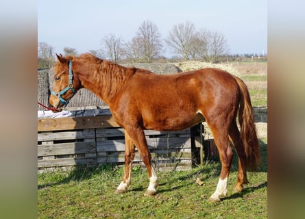 Niemiecki kuc wierzchowy, Wałach, 2 lat, 148 cm, Kasztanowata