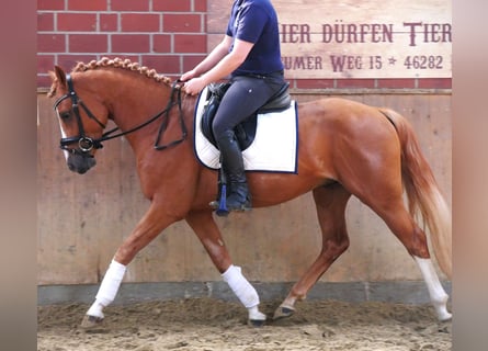 Niemiecki kuc wierzchowy, Wałach, 3 lat, 145 cm