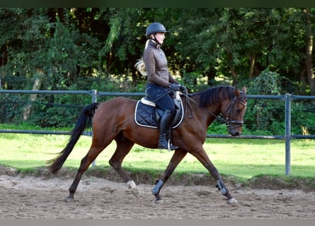 Niemiecki kuc wierzchowy, Wałach, 3 lat, 150 cm, Gniada