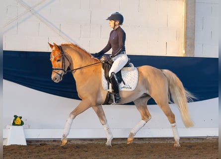 Niemiecki kuc wierzchowy, Wałach, 4 lat, 145 cm, Kasztanowata