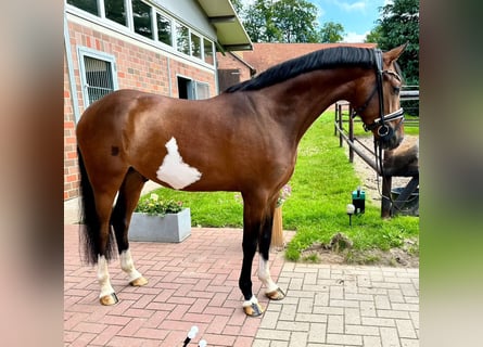 Niemiecki kuc wierzchowy, Wałach, 4 lat, 146 cm, Gniada