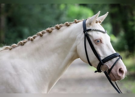 Niemiecki kuc wierzchowy, Wałach, 8 lat, 147 cm, Cremello