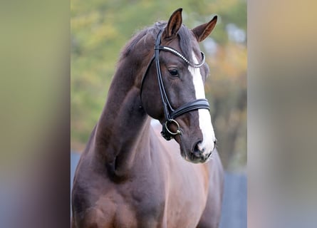 Offer and find Stallions at Stud