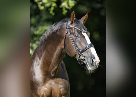 KWPN, Stallone, 7 Anni, 173 cm, Sauro scuro