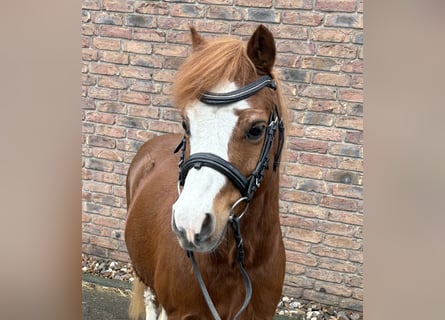 NMPRS, Castrone, 14 Anni, 120 cm, Sauro