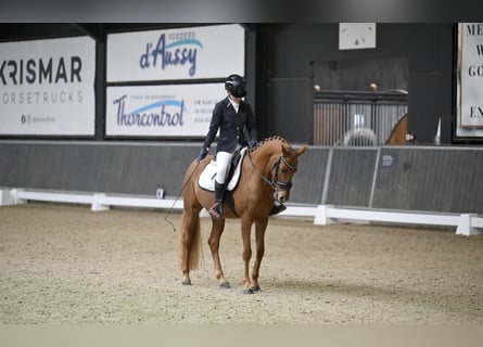 NMPRS, Ruin, 4 Jaar, 144 cm, Vos