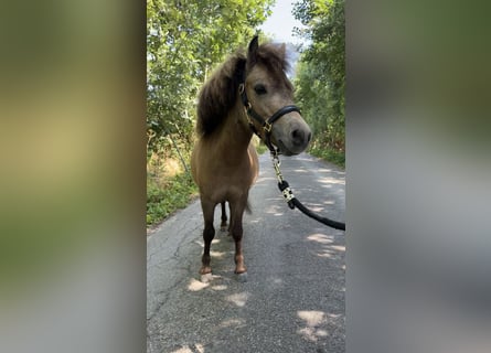 NMPRS, Wallach, 3 Jahre, 80 cm, Rotbrauner